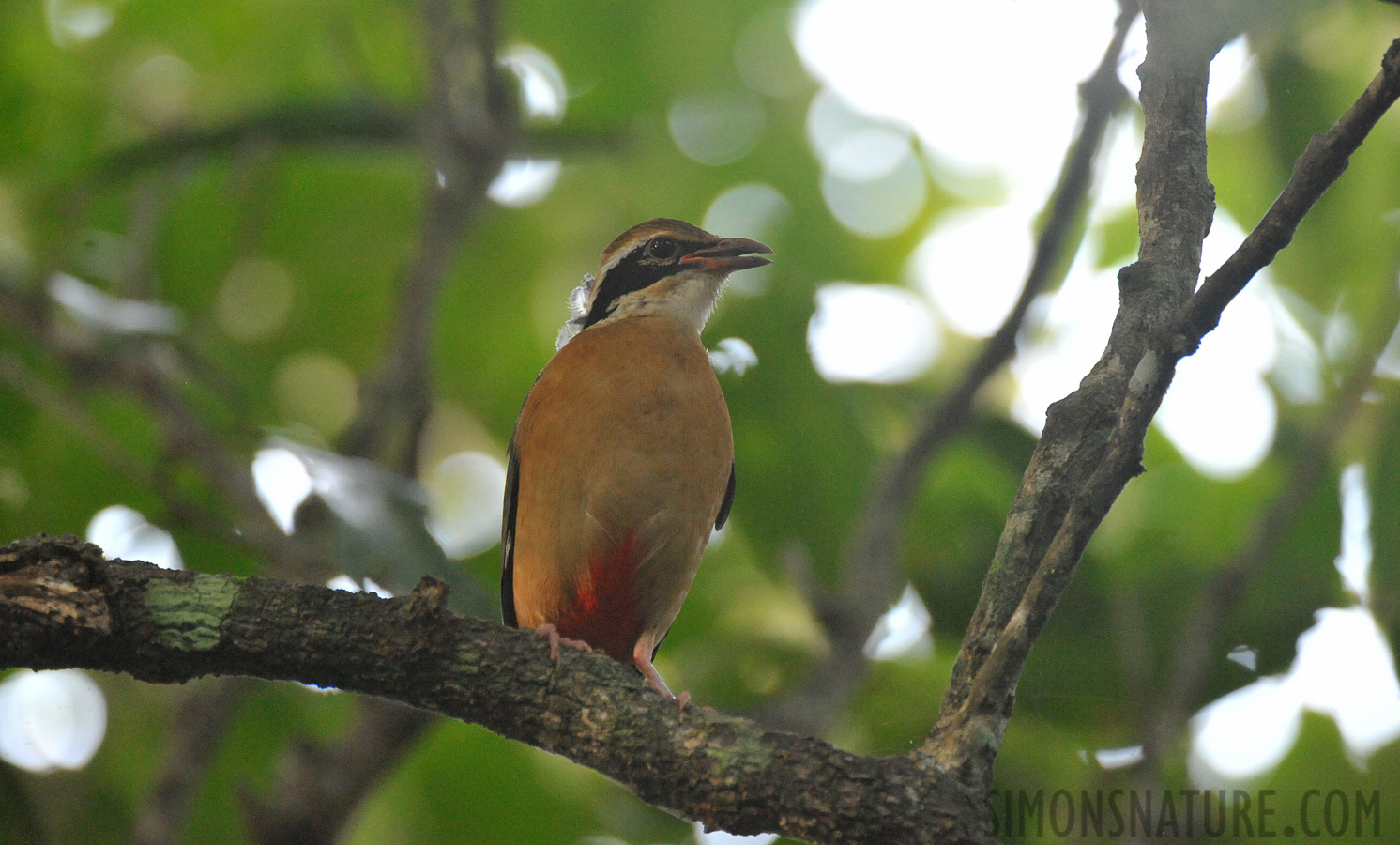 Pitta brachyura [550 mm, 1/80 sec at f / 7.1, ISO 6400]